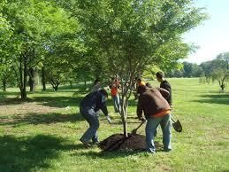  photo Woy Woy Tree Maintenance 2_zpsw6y7gf7v.jpg