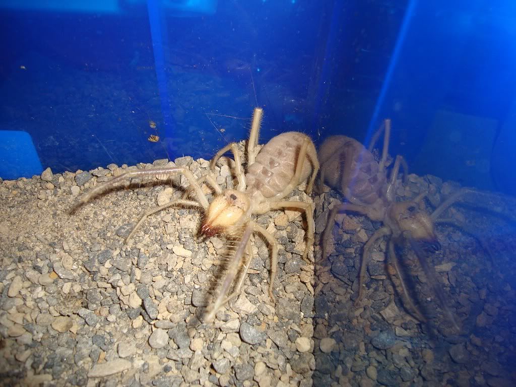 egyptian sun spider