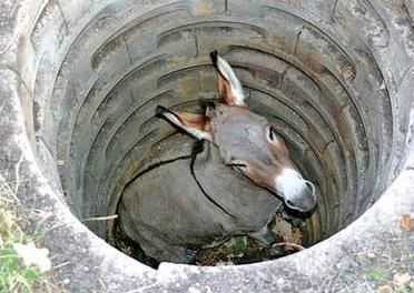 old-mule-in-the-well.jpg