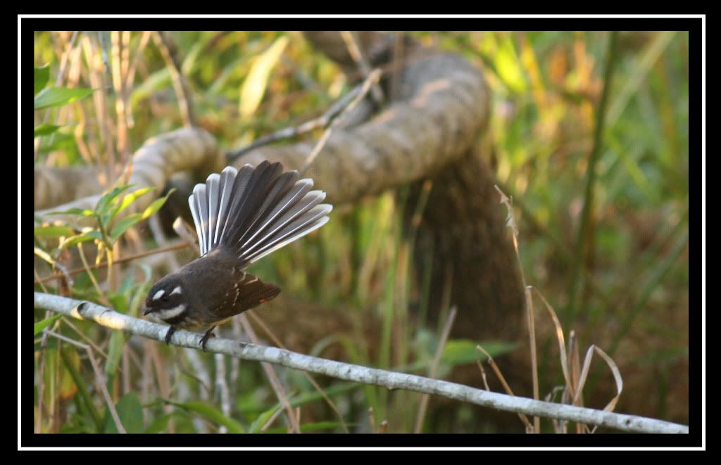 IMAGE: http://i610.photobucket.com/albums/tt184/apache_cat/20090608_2567.jpg