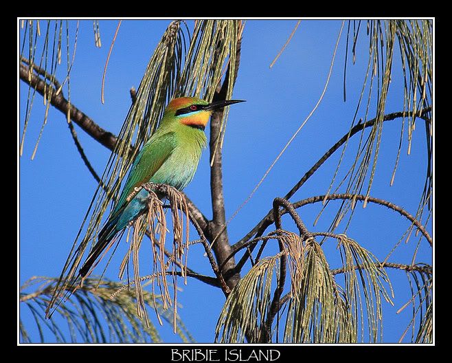 IMAGE: http://i610.photobucket.com/albums/tt184/apache_cat/Bribie%20Island/bribie_greenbird2.jpg