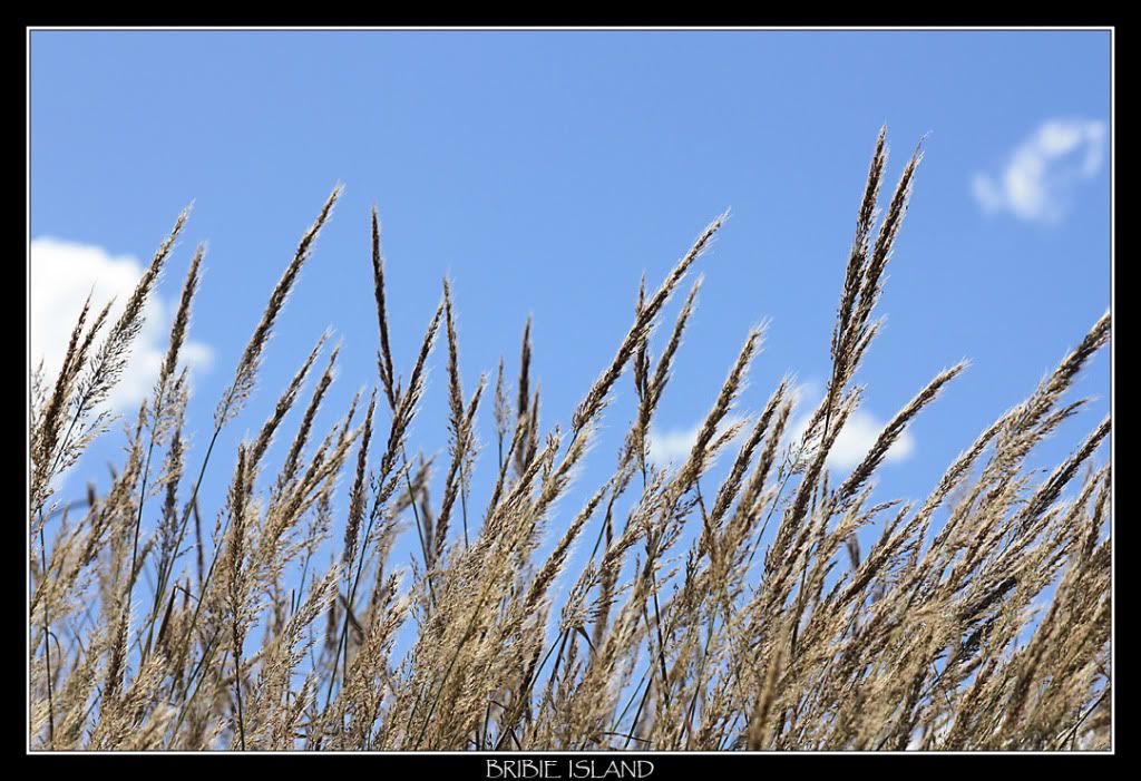 IMAGE: http://i610.photobucket.com/albums/tt184/apache_cat/Bribie%20Island/grass.jpg
