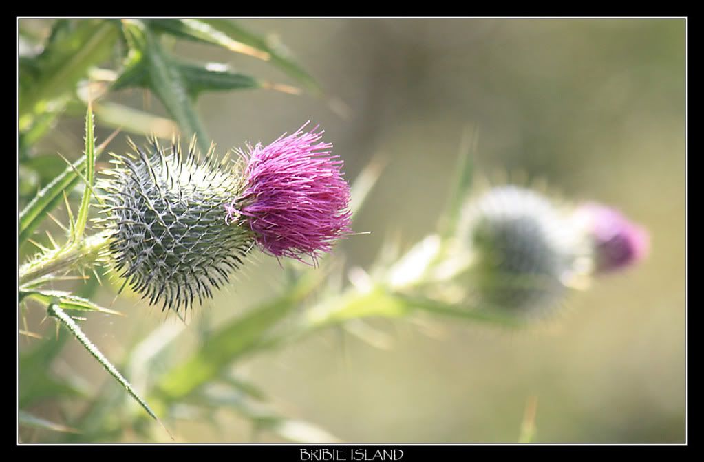 IMAGE: http://i610.photobucket.com/albums/tt184/apache_cat/Bribie%20Island/purpleflower.jpg