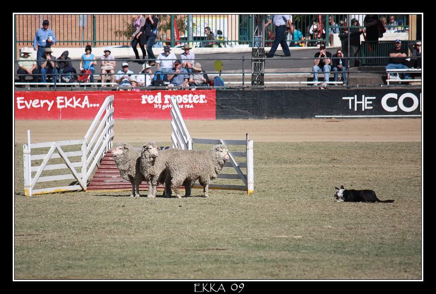 IMAGE: http://i610.photobucket.com/albums/tt184/apache_cat/Ekka%2009/SheepDog1.jpg