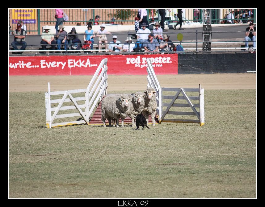 IMAGE: http://i610.photobucket.com/albums/tt184/apache_cat/Ekka%2009/SheepDog2.jpg