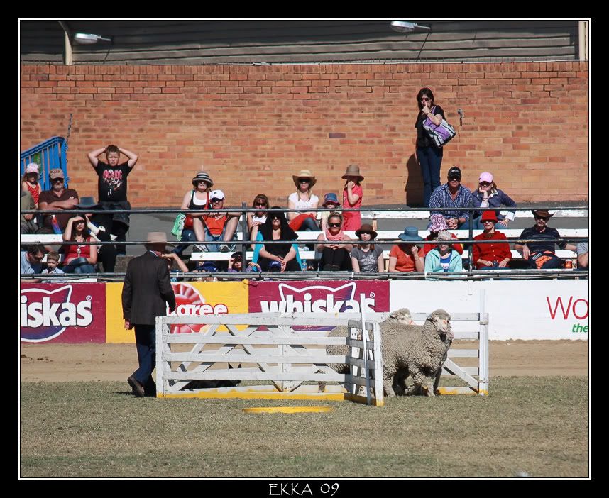IMAGE: http://i610.photobucket.com/albums/tt184/apache_cat/Ekka%2009/SheepDog3.jpg