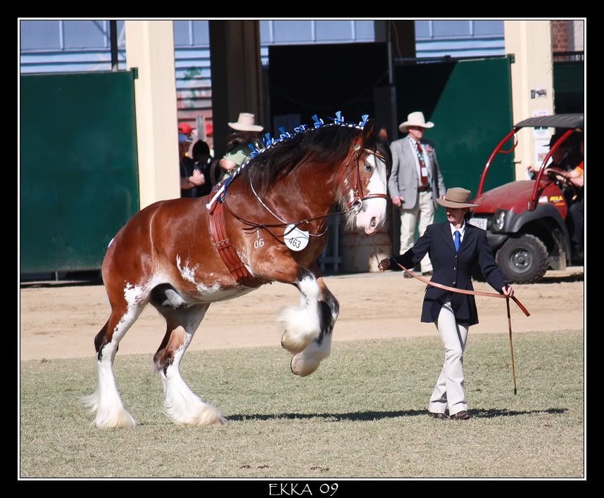 Clydesdale Images