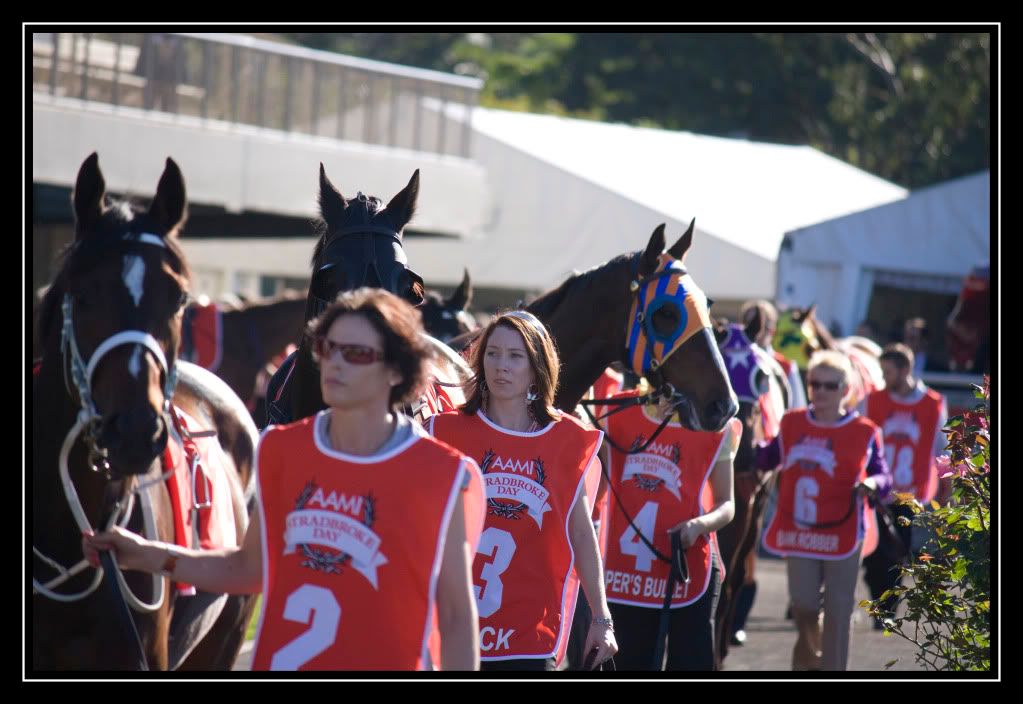 IMAGE: http://i610.photobucket.com/albums/tt184/apache_cat/StradbrokeParade1.jpg