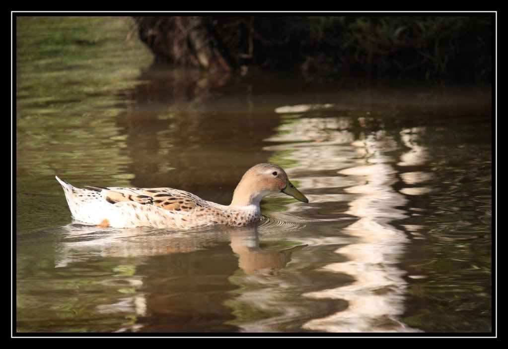 IMAGE: http://i610.photobucket.com/albums/tt184/apache_cat/duck1.jpg