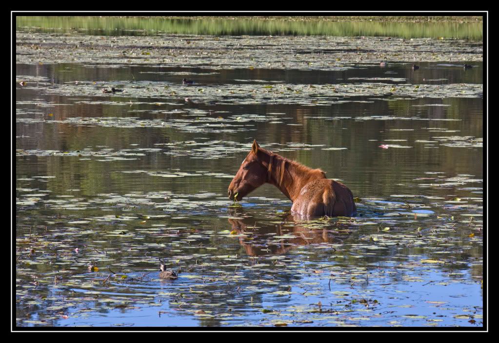 IMAGE: http://i610.photobucket.com/albums/tt184/apache_cat/horse3.jpg