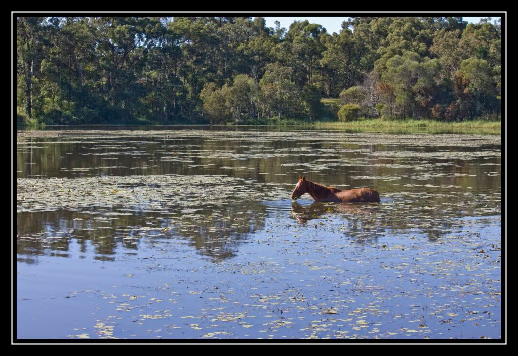 IMAGE: http://i610.photobucket.com/albums/tt184/apache_cat/horse6.jpg