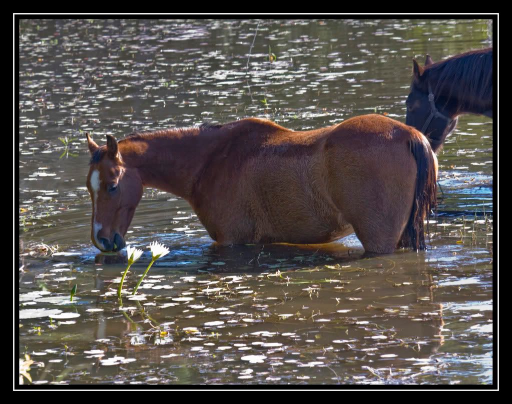 IMAGE: http://i610.photobucket.com/albums/tt184/apache_cat/horse8.jpg