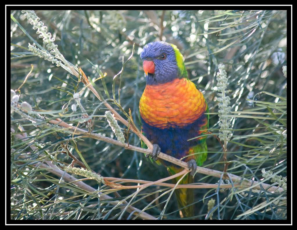 IMAGE: http://i610.photobucket.com/albums/tt184/apache_cat/lorrikeet4.jpg