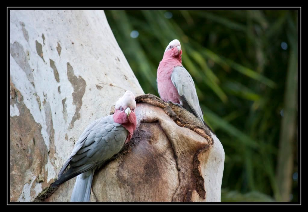 IMAGE: http://i610.photobucket.com/albums/tt184/apache_cat/parrots.jpg