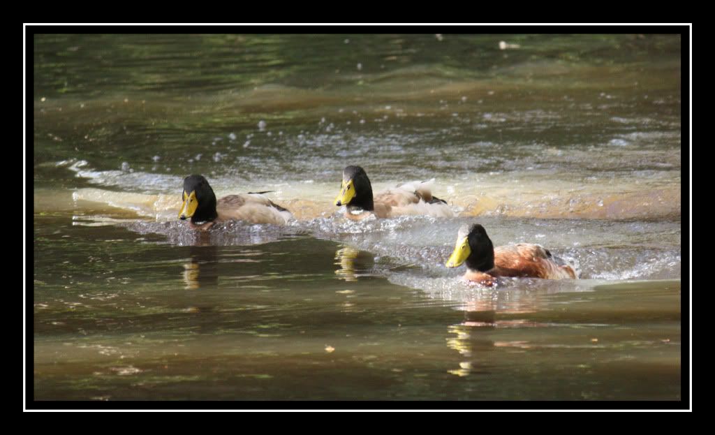 IMAGE: http://i610.photobucket.com/albums/tt184/apache_cat/thecrew-1.jpg