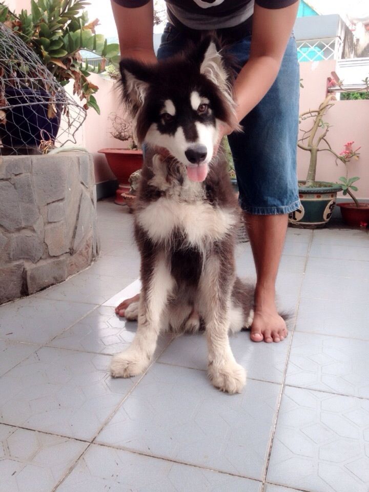 Cần Bán Chó Alaska