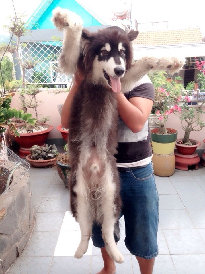 Cần Bán Chó Alaska - 2