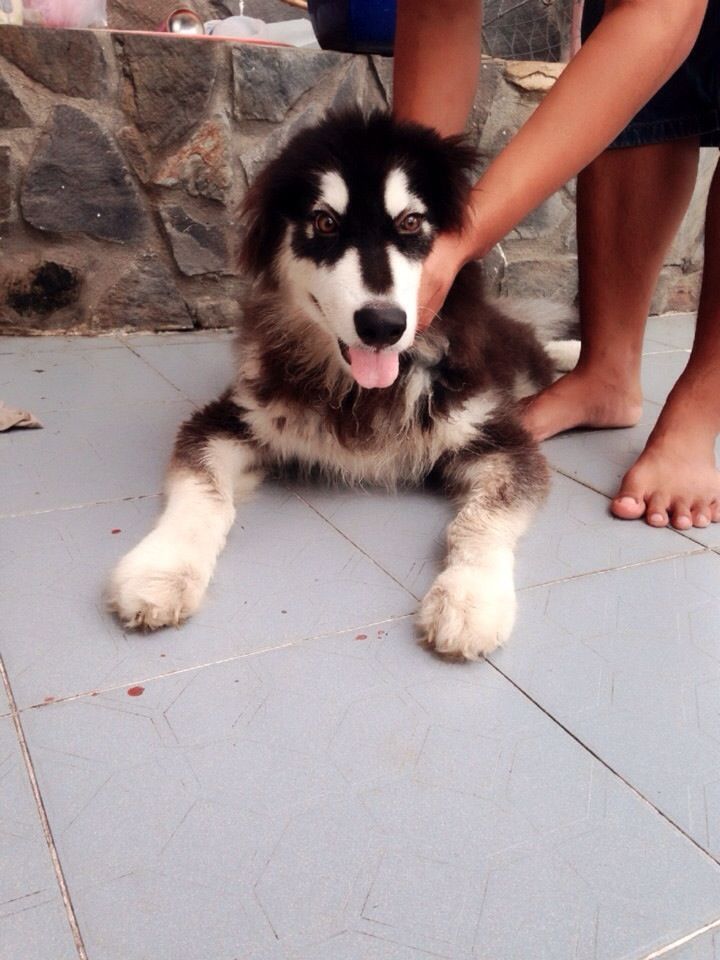 Cần Bán Chó Alaska - 1