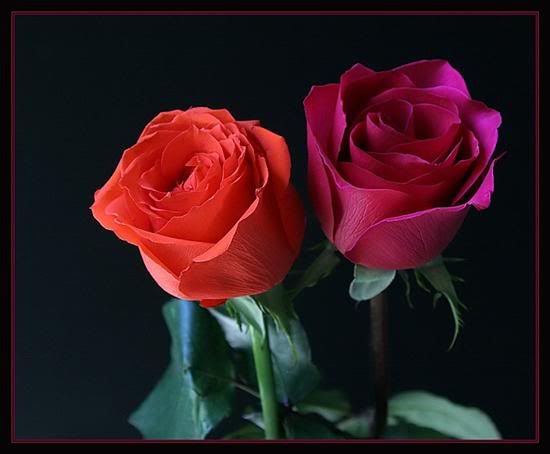 Rose Photo Picture
