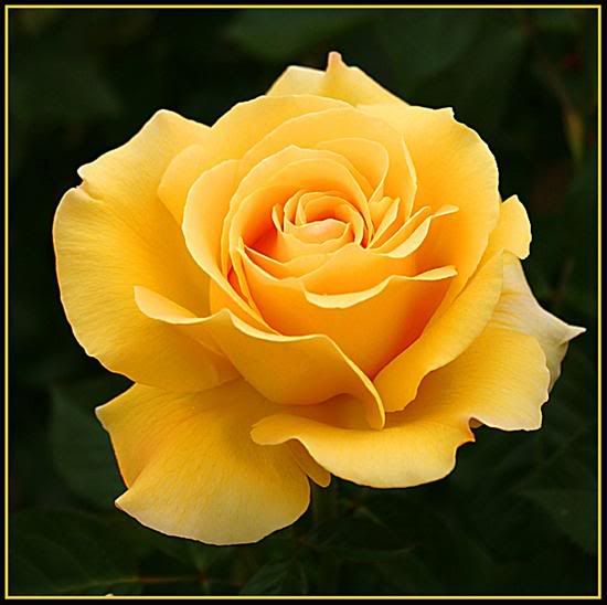Rose Photo Picture