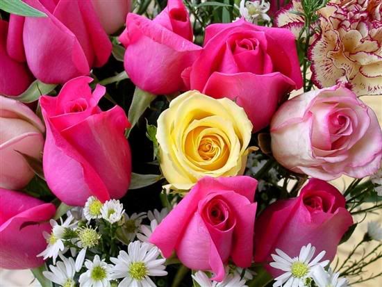 Rose Photo Picture