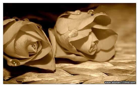 Rose Photo Picture