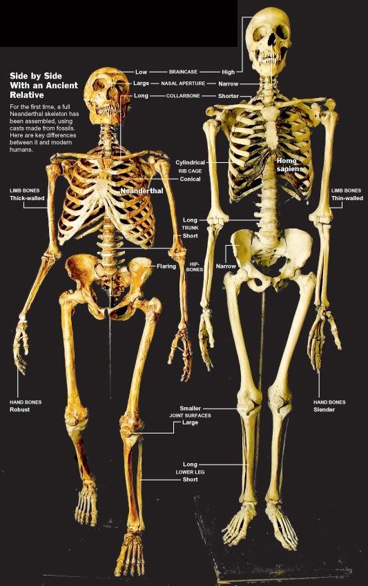 Neanderthals+and+modern+humans