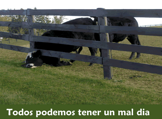 Animation1-1.gif picture by ESPACIOSALVAJE