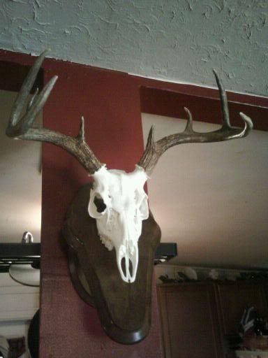 deer2010mount.jpg