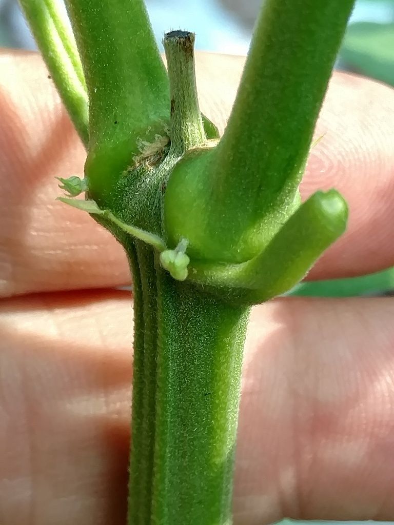 21Mp%20Droid%20Turbo2_male%20flower_zpsu