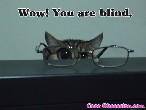 blind-cat.jpg