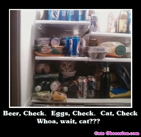 cat-in-fridge.jpg