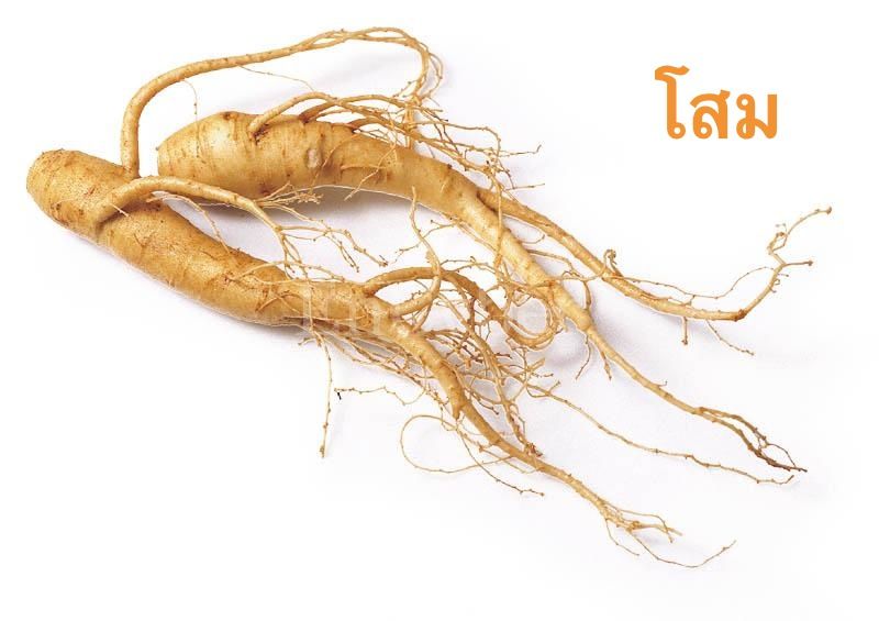 ginseng
